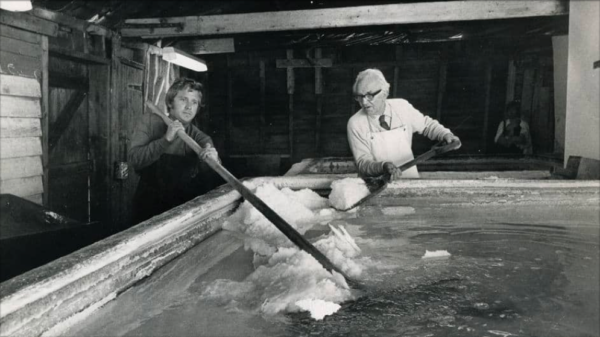 Historic photo of Osbourne family harvesting Maldon salt with salt rakes