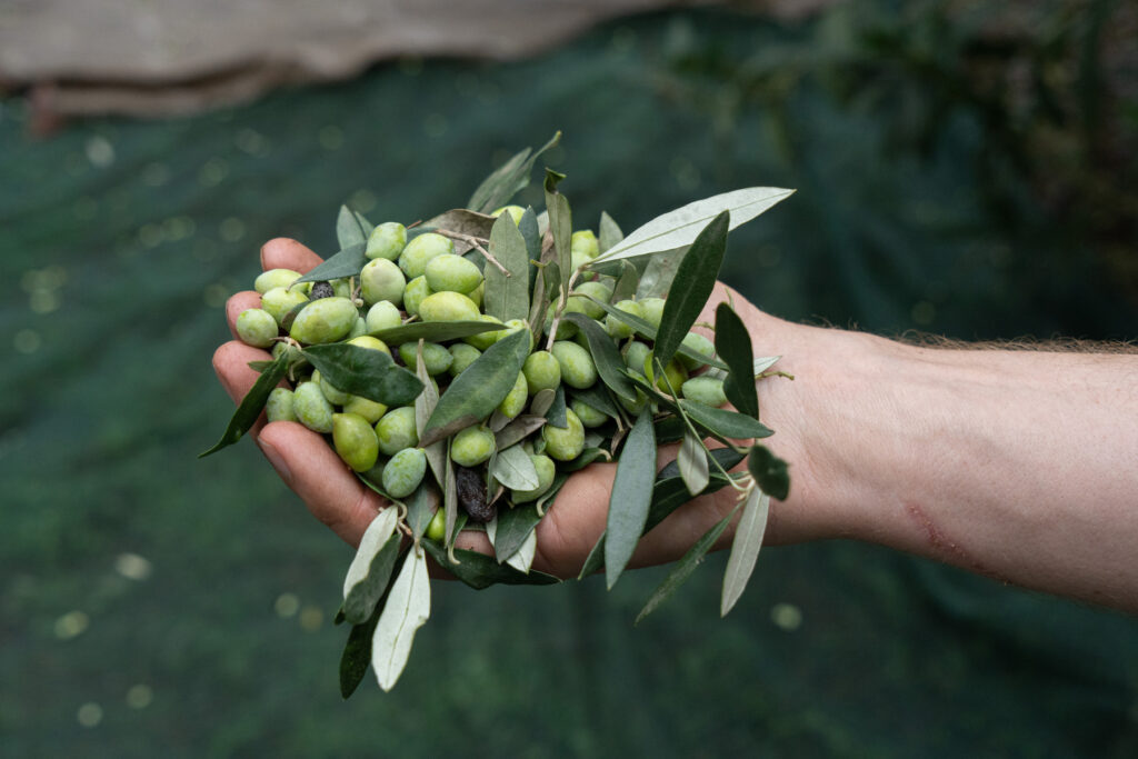 Olives in hand
