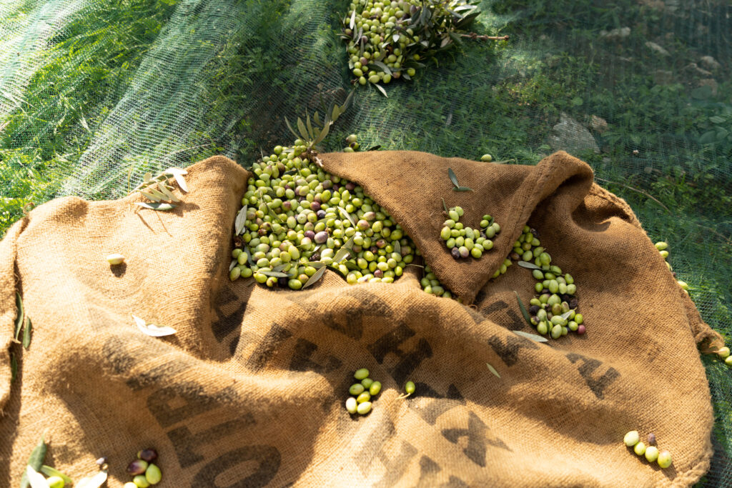 Olives in sack